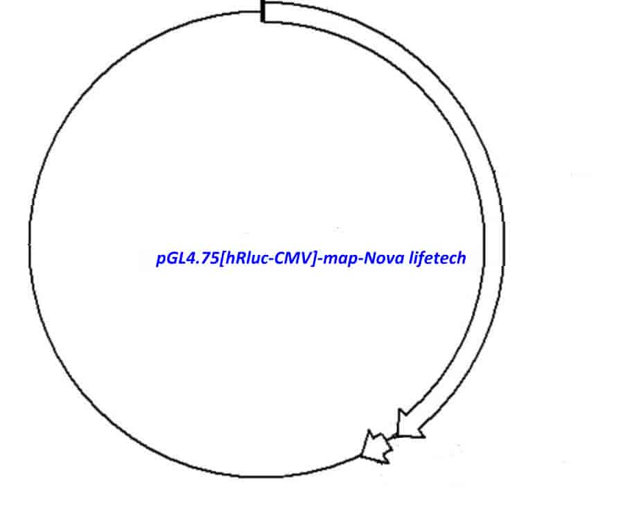 pGL4.75[hRluc- CMV] - Click Image to Close